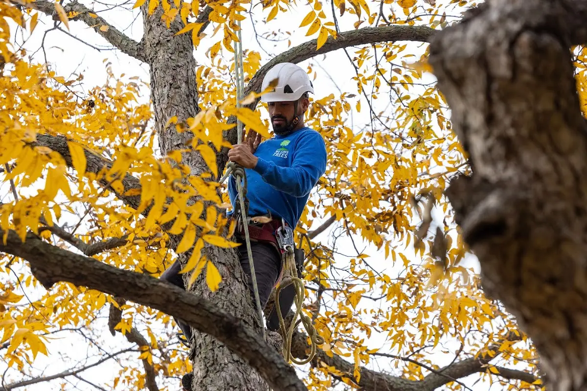 Skilled Tree Pruning crew working in Greensburg